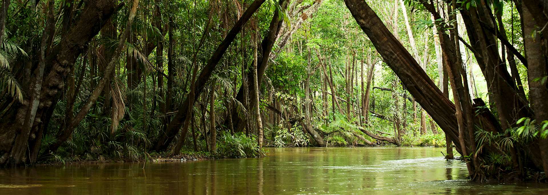 Amazon rainforest canopy